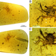 Multiple views of the amber fossil.